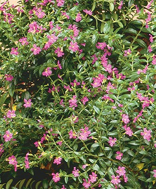 Mexican Heather